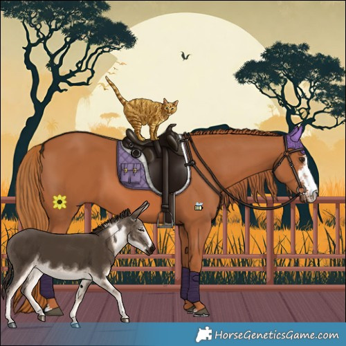 Horse Color:Chestnut Sabino 