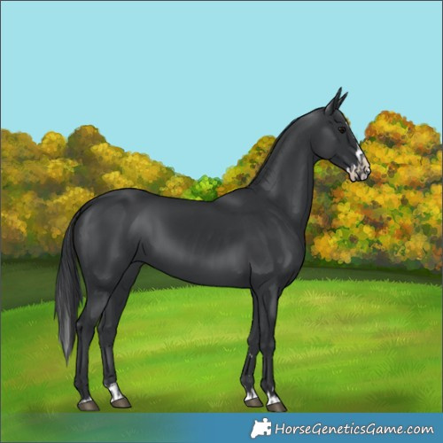 Horse Color:Black  and Black Splash 