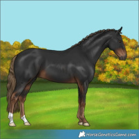 Horse Color:Gray Liver Chestnut