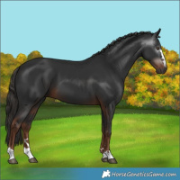 Horse Color:Gray Liver Chestnut 