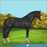 Horse Color:Gray Liver Chestnut 