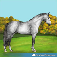 Horse Color:Gray Liver Chestnut