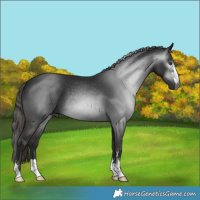 Horse Color:Gray Liver Chestnut 