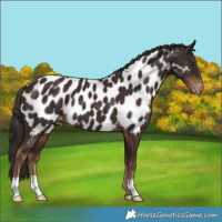 Horse Color:Liver Chestnut Appaloosa 