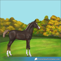 Horse Color:Liver Chestnut