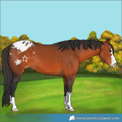 Horse Color:Brown Appaloosa 
