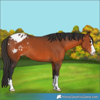Horse Color:Brown Appaloosa