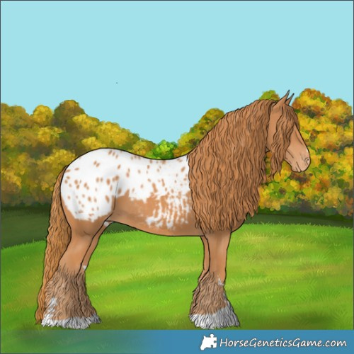 Horse Color:Chestnut Appaloosa