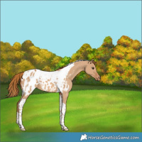 Horse Color:Red Dun Tobiano Blanket 