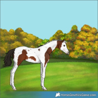 Horse Color:Gray Bay Sabino Splash Tobiano 