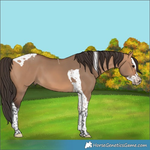 Horse Color:Bay Dun Splash Tobiano 
