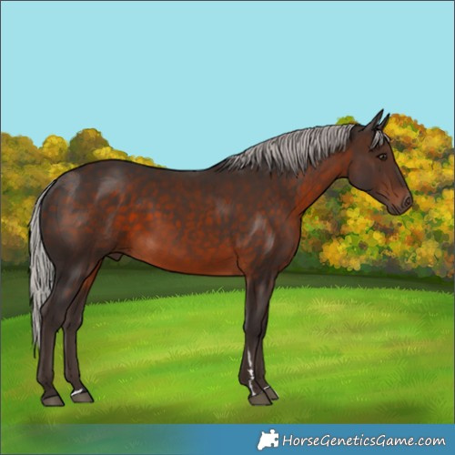 Horse Color:Silver Brown 