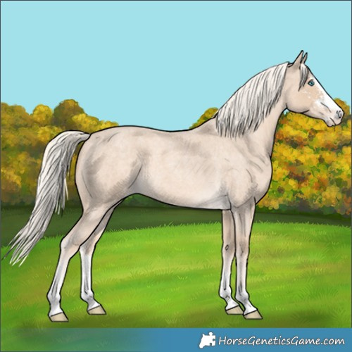 Horse Color:Cremello Roan Sabino 
