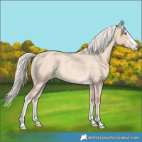 Horse Color:Cremello Roan Sabino 