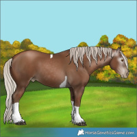 nz 21135128 | HorseGeneticsGame.com