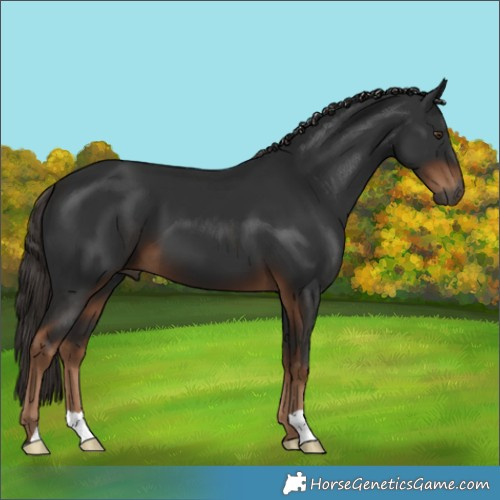 Horse Color:Gray Liver Chestnut 