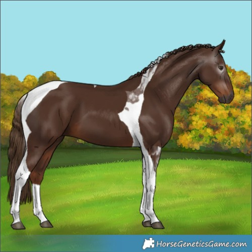 Horse Color:Gray Chestnut Tobiano