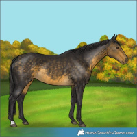 Horse Color:Buckskin 