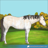 Horse Color:Buckskin Sabino Rabicano