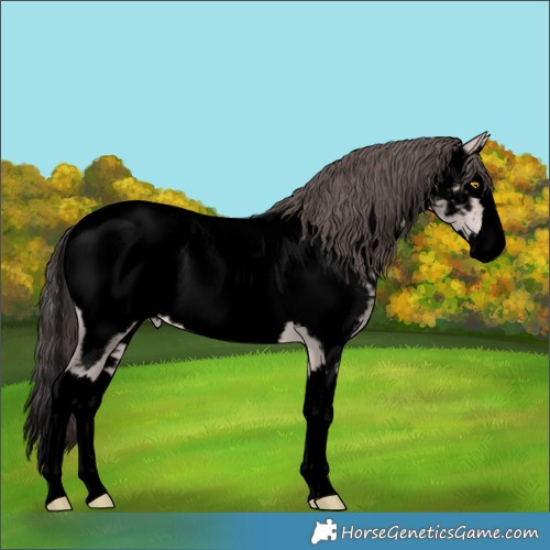 Horse Color:Void Platinum Amber Champagne Splash Appaloosa 