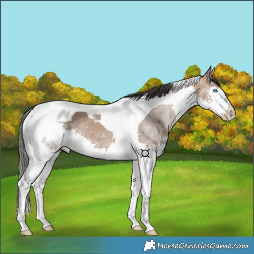 Horse Color:Bay Dun Splash Tobiano 