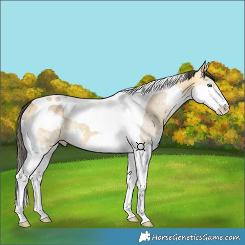 Horse Color:Buckskin Dun Splash Tobiano 