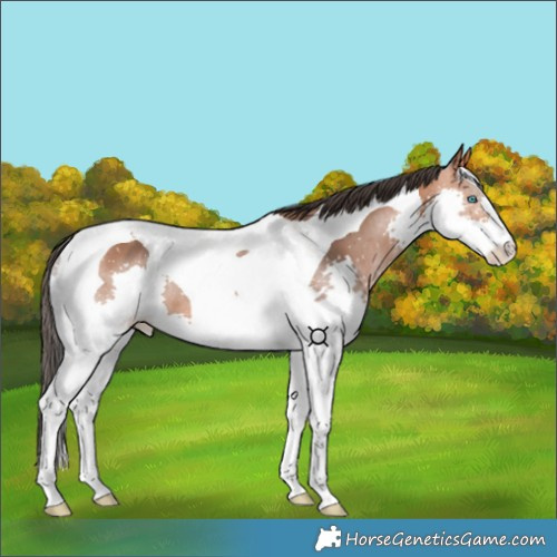 Horse Color:Bay Splash Tobiano 