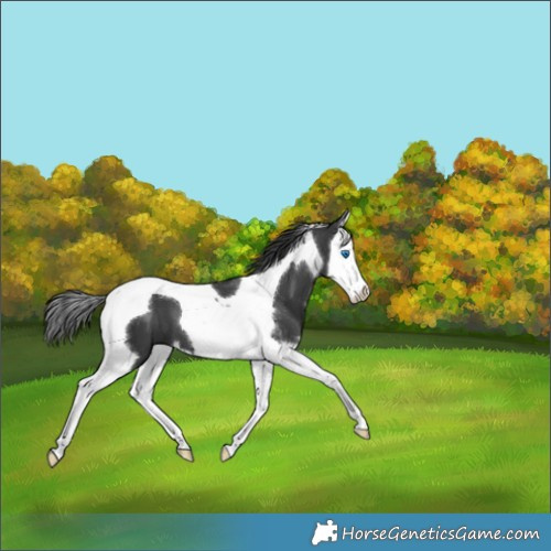 Horse Color:Black Sabino Splash Tobiano 