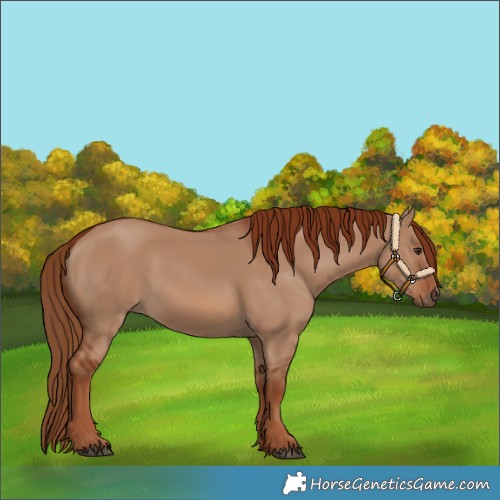 Horse Color:Red Dun Rabicano 