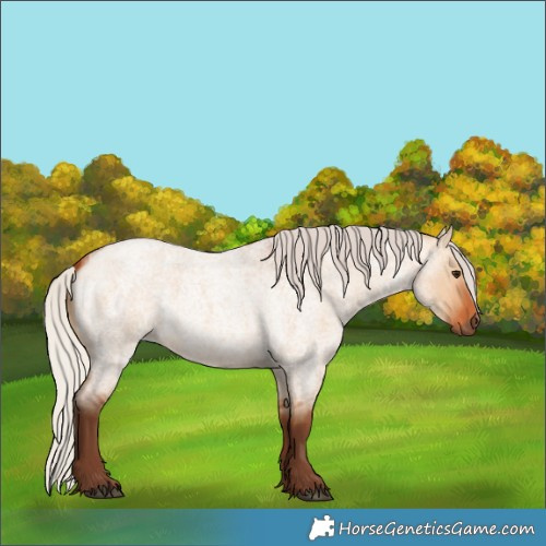 Horse Color:Silver Bay Roan Dun