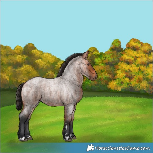 Horse Color:Bay Roan 