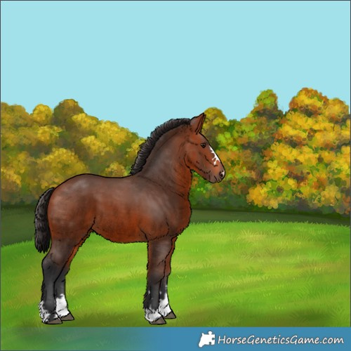 Horse Color:Bay 