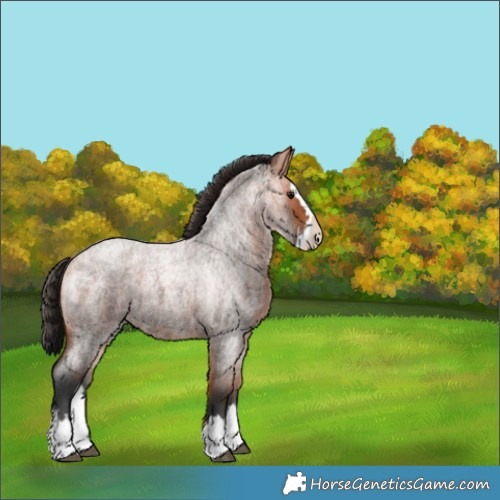 Horse Color:Bay Roan Splash 