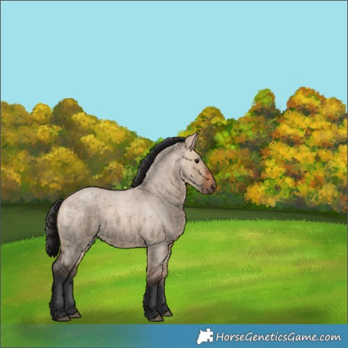 Horse Color:Brown Roan Dun 