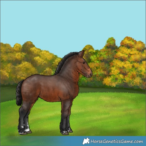 Horse Color:Brown 