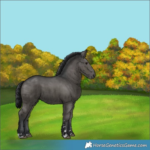 Horse Color:Black 