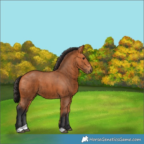 Horse Color:Bay 