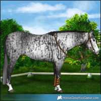 Horse Color:Smoky Black  and Gray Smoky Black 
