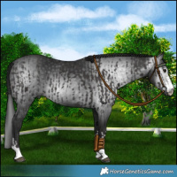 Horse Color:Smoky Black  and Gray Smoky Black 