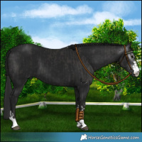 Horse Color:Smoky Black  and Gray Smoky Black 