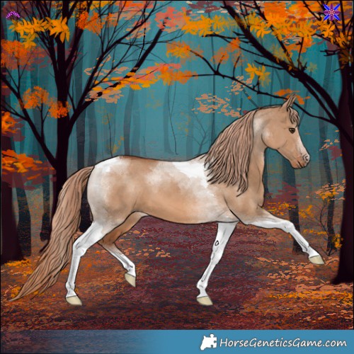 Horse Color:Red Dun Tobiano 