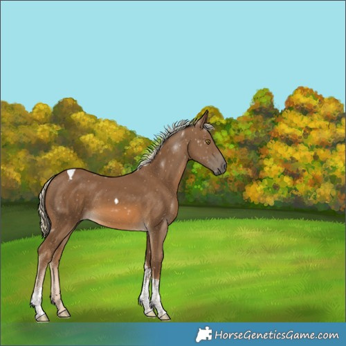 Horse Color:Chocolate Palomino Tobiano 