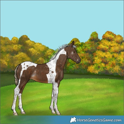 Horse Color:Chocolate Palomino Tobiano