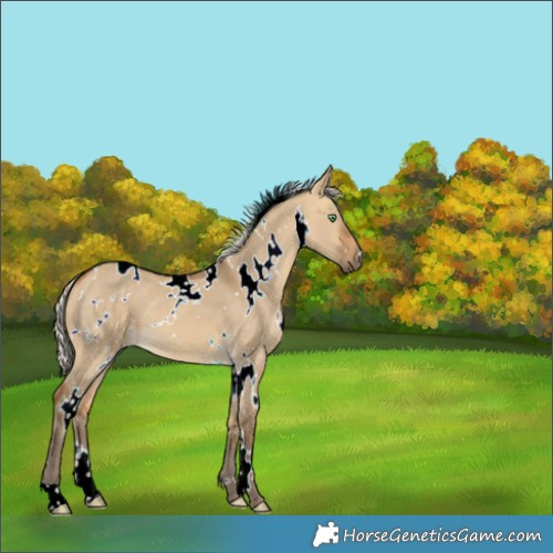 Horse Color:White Spotted Silver Buckskin Dun