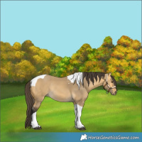 Horse Color:Buckskin Dun Tobiano Rabicano