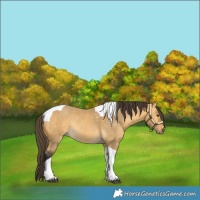 Horse Color:Buckskin Dun Tobiano Rabicano 