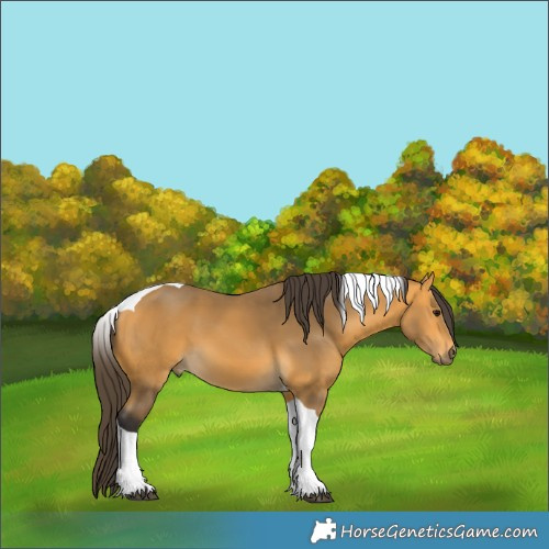 Horse Color:Buckskin Tobiano 