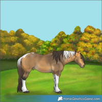Horse Color:Buckskin Tobiano