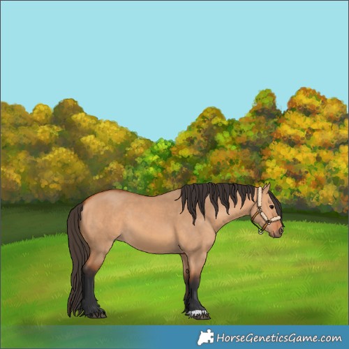 Horse Color:Bay Dun 