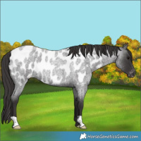 Horse Color:Smoky Blue Roan Appaloosa 